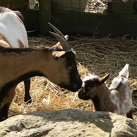 Mobil-home Cosy Avec Terrasse A - Api-1-52-1341 Campingplatz Puyravault (Vendee)