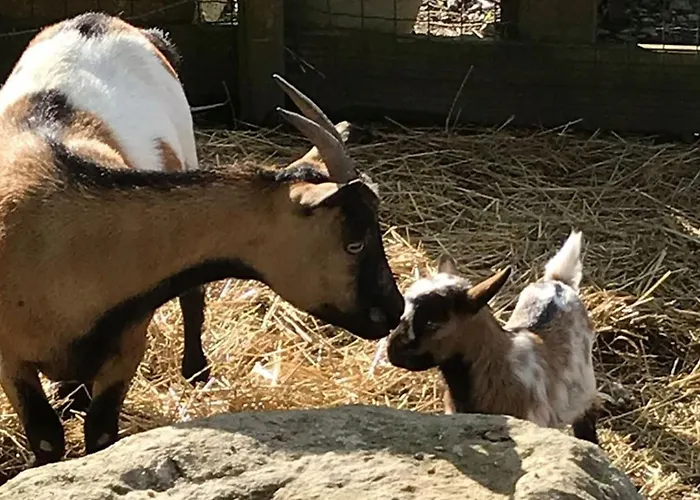 Mobil-home Cosy Avec Terrasse A - Api-1-52-1341 Campingplatz Puyravault (Vendee)